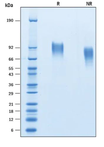 2 μg/lane Protein  was resolved with SDS-PAGE under reducing (R) and non-reducing (NR) conditions and visualized by Coomassie® Blue staining.